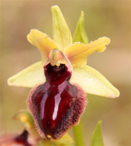 Orchidee a Matera e dintorni